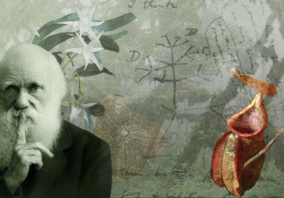 Darwin, les plantes et le formidable mystère de l’évolution – Jardin du lautaret