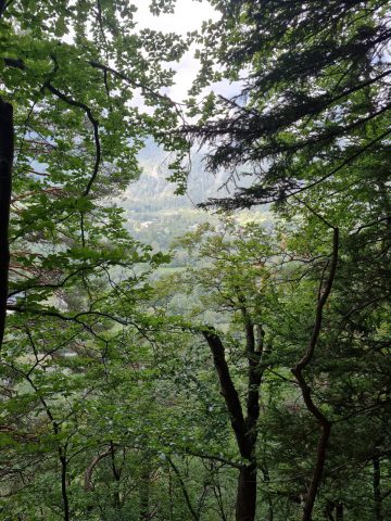 Dans la forêt lors de la montée à Villard Reculas