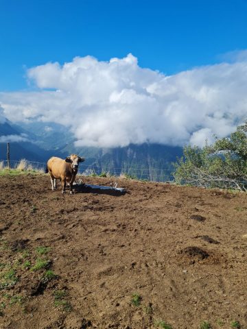 Pré sous le belvédère de Villard Reculas