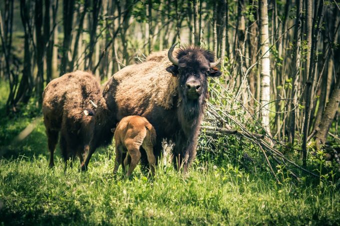 La ferme des bisons