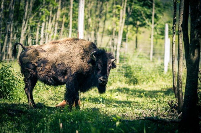 La ferme des bisons