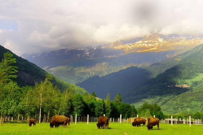 Ferme des bisons de l’Oisans