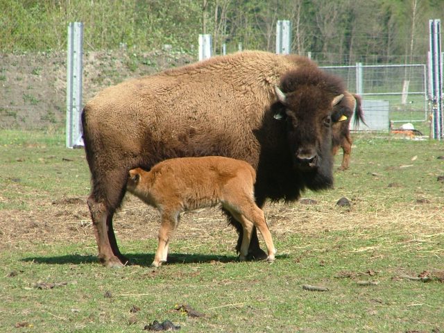 Ferme des bisons de l’Oisans