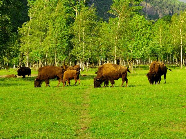 La Ferme des Bisons de l’Oisans