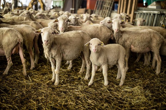 La ferme des bisons