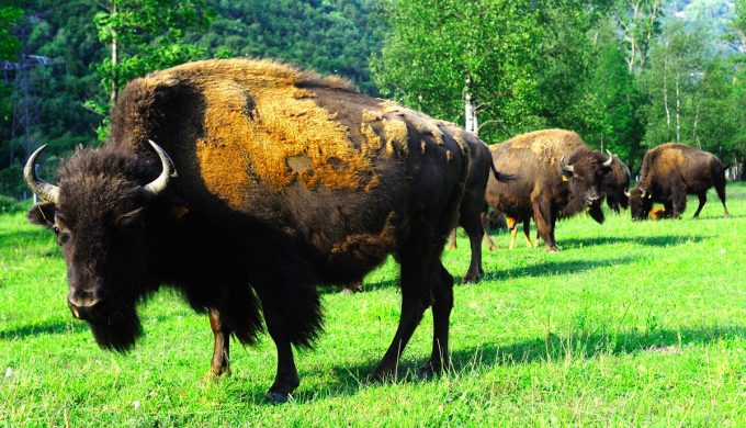 La Ferme des Bisons de l’Oisans