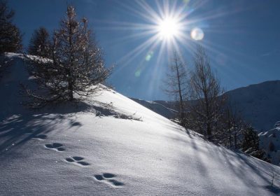 RDV avec un garde-moniteur : traces et indices de la faune en hiver