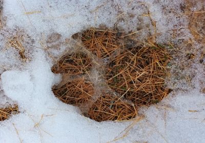 RDV avec un garde : traces et indices de la faune en hiver