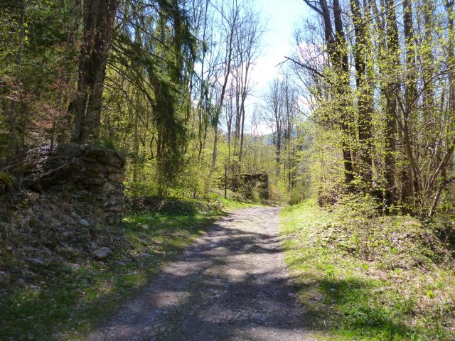 Chemin en sous-bois